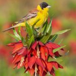 زرد پره سر سیاه بر روی لاله واژگون