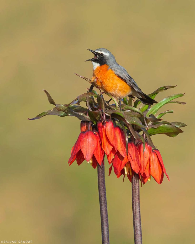 سینه سرخ ایرانی بر روی لاله واژگون