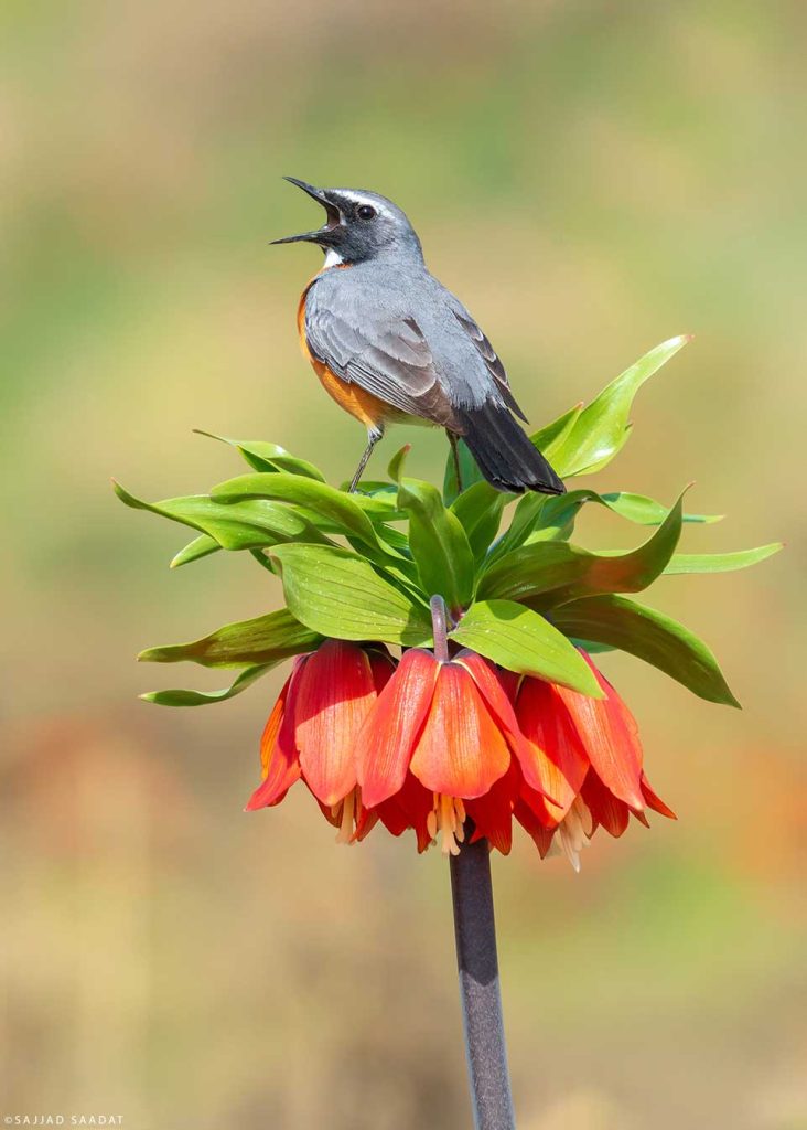 سینه سرخ ایرانی