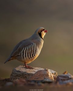 طنین صبحگاهی