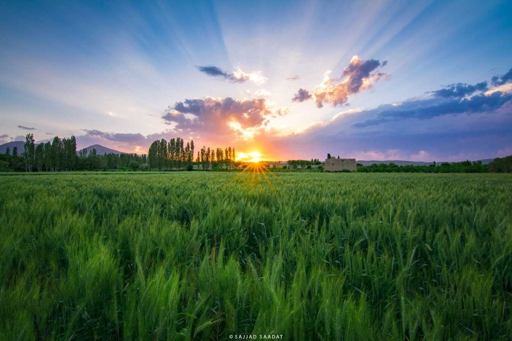 غروب گندم زار
